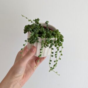 Chaîne de Perles