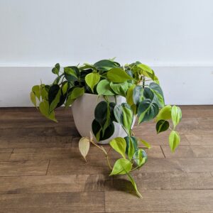 Philodendron Brazil