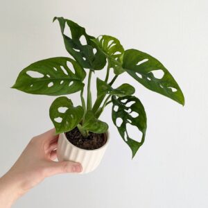 Philodendron Swiss Cheese
