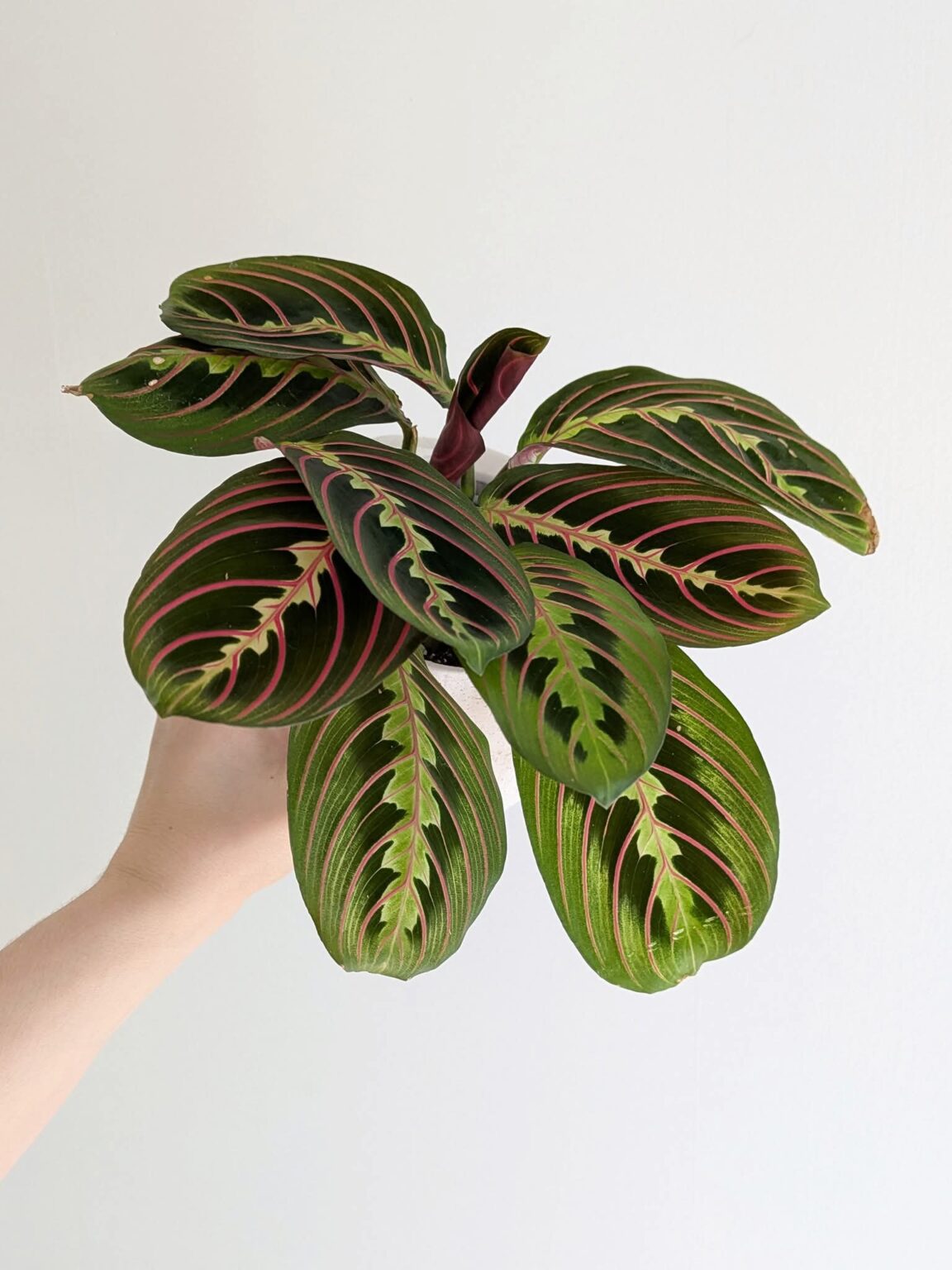 Marantha Riscada Marantha Rouge - Plante d’intérieur facile d'entretien - Atelier Bota