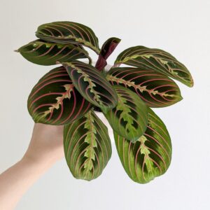 Marantha Rouge Plante verte d'intérieur Atelier Bota