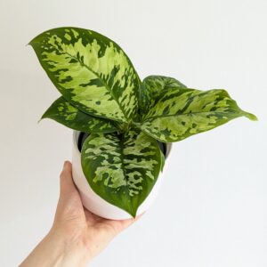 Homalomena Camouflage