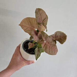 Syngonium Rose